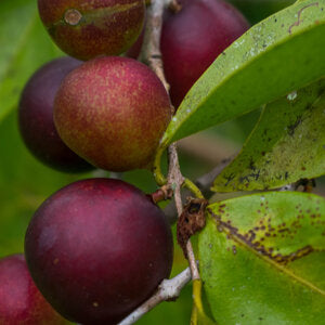 What Are Camu Camu Berries?