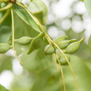 What Are Kakadu Plums?